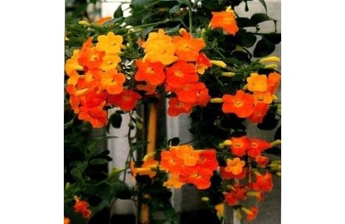 Streptosolen (Streptosolen de Jameson)