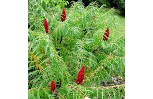 Sumac de Virginie (Rhus)
