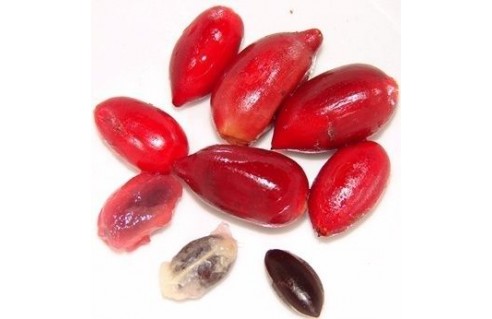 Syncepalum dulcificum ( Fruit miracle - Miracle fruit )