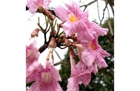Tabebuia (Tecoma) 