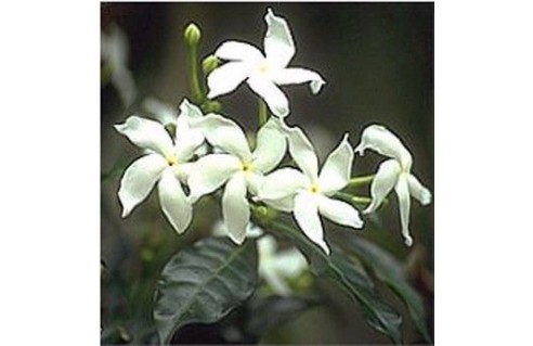 Tabernaemontana (Gardénia de Floride) 