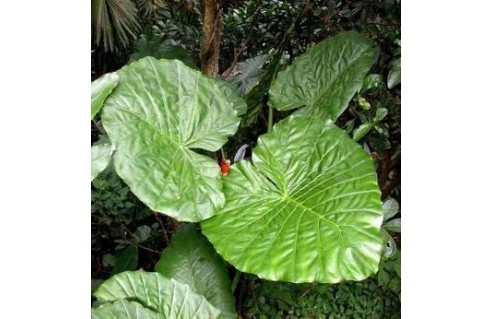 Taro