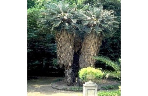 Trithrinax (Saro, Caranday)