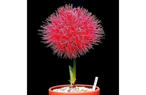 Ail rouge (Haemanthus)