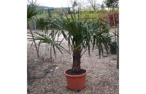 Trachycarpus (Palmier chanvre - Palmier de Chine - Palmier du Kumaon )