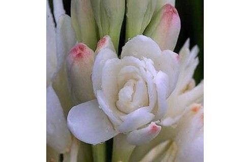 Tubéreuse (Polyanthes)