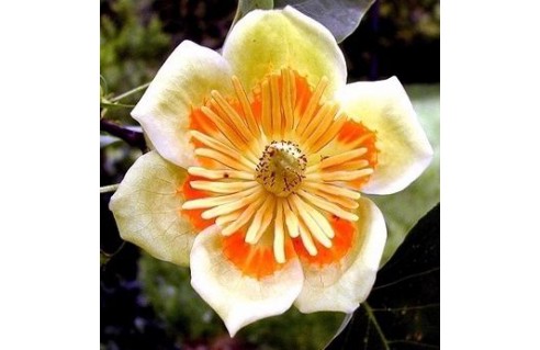 Tulipier de Virginie (Liriodendron)