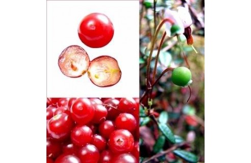 Vaccinium (Cranberry, Canneberge, Mytille d'amérique)