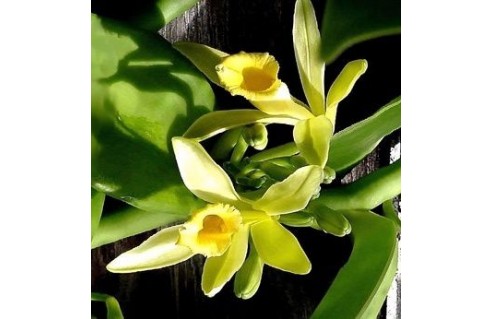 Vanilla (Vanille - Orchidée vanille, Vanillier)