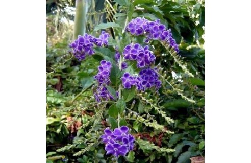 Vanillier de Cayenne, Vanillier marron, Durante (Duranta)