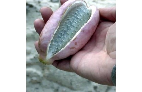 Akebia (Akébie à cinq feuilles)
