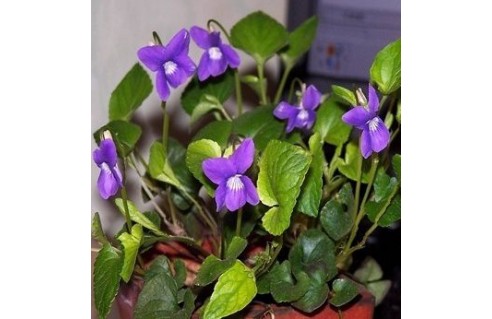 Viola (Violette de Toulouse)