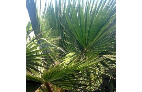 Washingtonia (Palmier éventail)