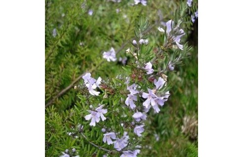 Westringia (Romarin d'Australie) 
