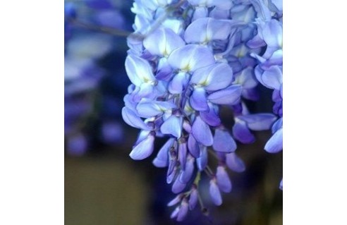 Wisteria (Glycine) 