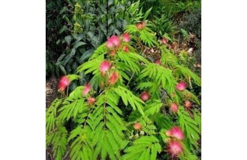 Albizia (Acacia de Constantinople - Arbre de soie)