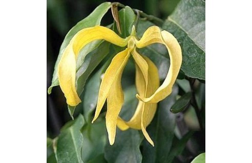 Ylang-Ylang nain (Desmos)