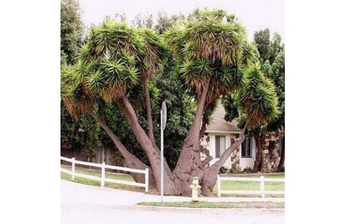 Yucca