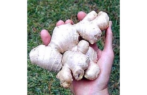 Zingiber (Gingembre) 