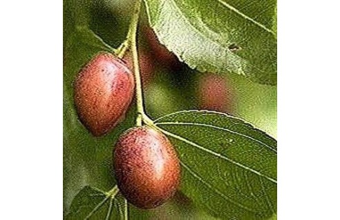 Zizyphus (jujubier, jujube)