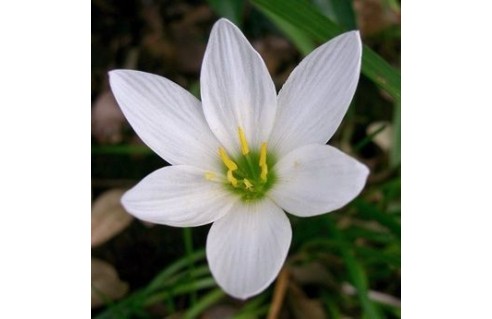 Zephyranthes (Lys Zéphyr)