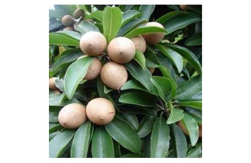 Vente en ligne de plantes rares et ethnobotaniques à petits prix toute l'année !
