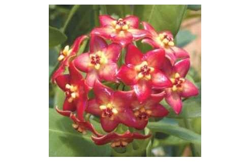 Hoya - Fleur de Porcelaine