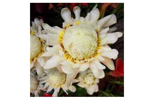 Lianes et plantes grimpantes