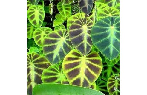 colocasia
