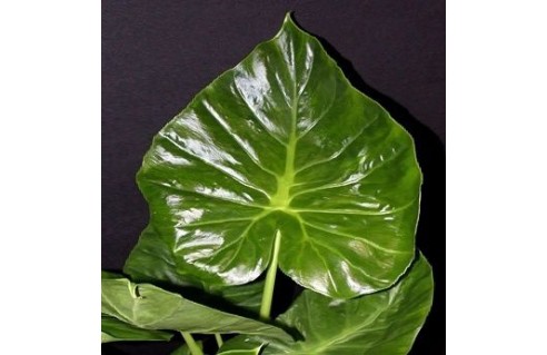 Alocasia (Oreille d'éléphant)