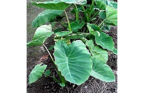 colocasia