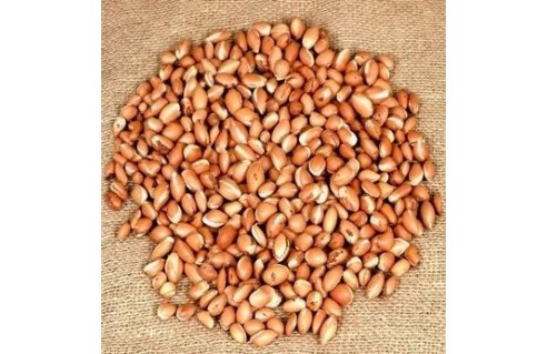 Argania (Arganier)