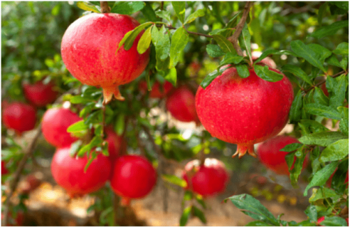 Arbres et arbustes fruitiers