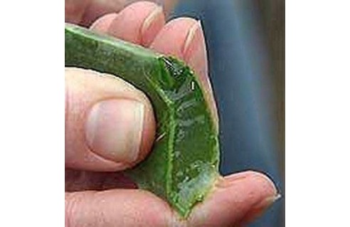 Aloe (Aloès - Aloes) 