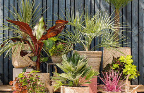 Plantes et arbustes à feuillages décoratifs