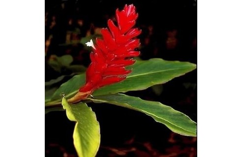Alpinia (Gingembre d'ornement - Galanga - Alpinie)