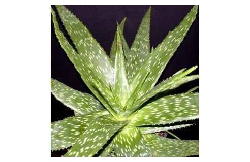 Plantes anciennes
