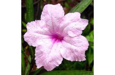 ruellia-brittoniana