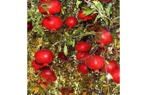 punica-grenadier-a-fruits-comestibles
