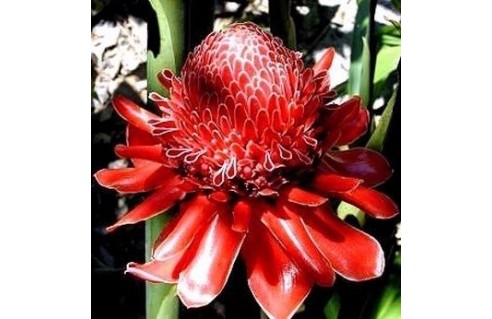 Rose de porcelaine