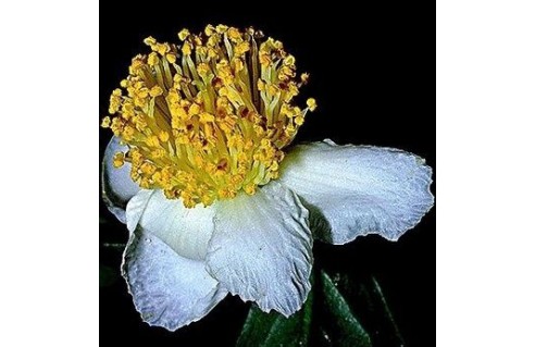 camelia sinensis the theier arbre a the