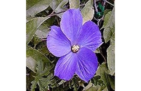 Alyogine (Hibiscus bleu d'Australie)