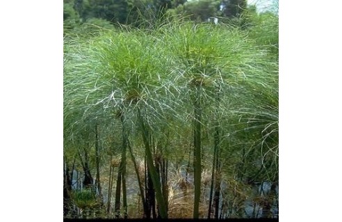 cyperus