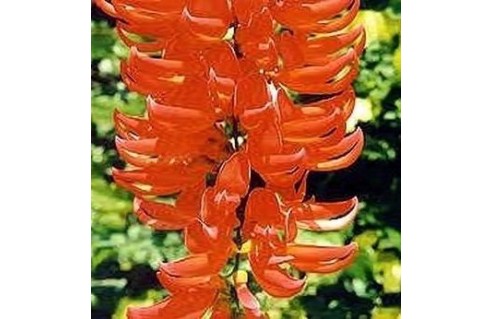 mucuna