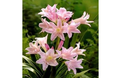 Amarcrinum