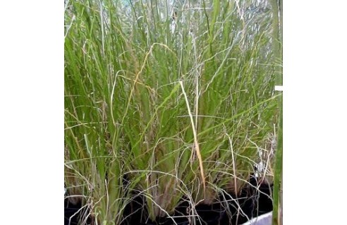 vetiveria-vetiver-vetyver