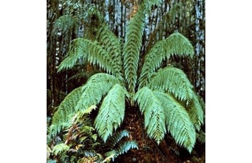 fougeres-arborescentes-dicksonia