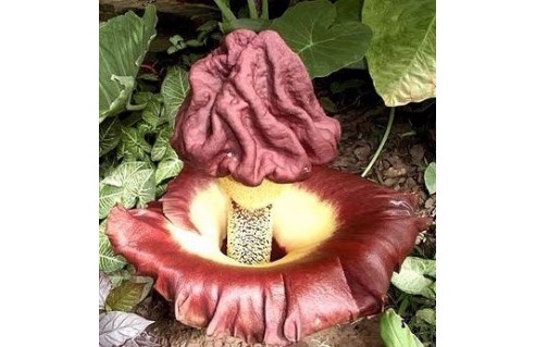 Amorphophallus (Langue du diable)
