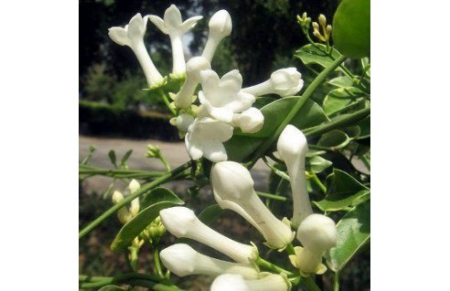 stephanotis floribunda