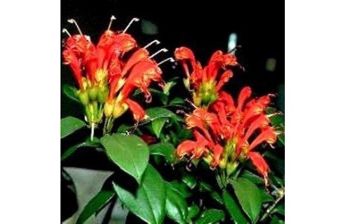 Aeschynanthus